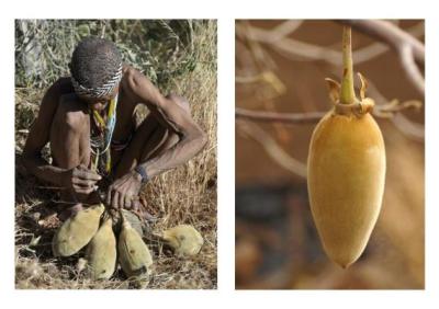 fruit du baobab